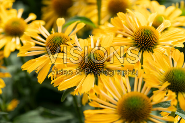 Echinacea Yellow Passion Echinacea Yellow Passion