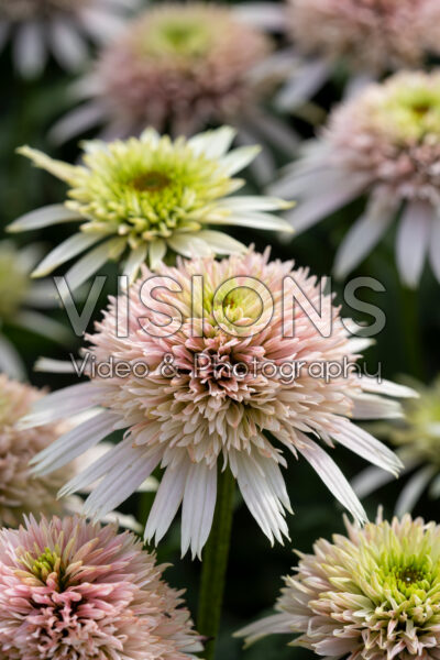 Echinacea purpurea Cherry Fluff Echinacea purpurea Cherry Fluff