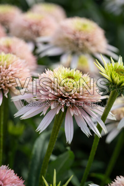 Echinacea purpurea Cherry Fluff Echinacea purpurea Cherry Fluff