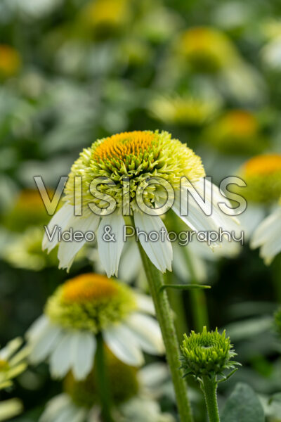 Echinacea purpurea Coconut Lime Echinacea purpurea Coconut Lime