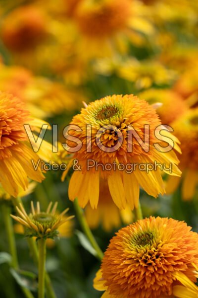 Echinacea Rhymes with Orange