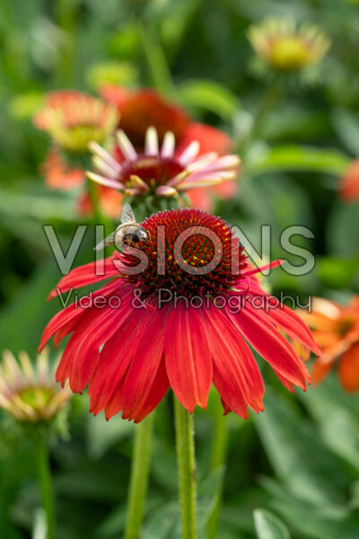 Echinacea Lakota Red Echinacea Lakota Red