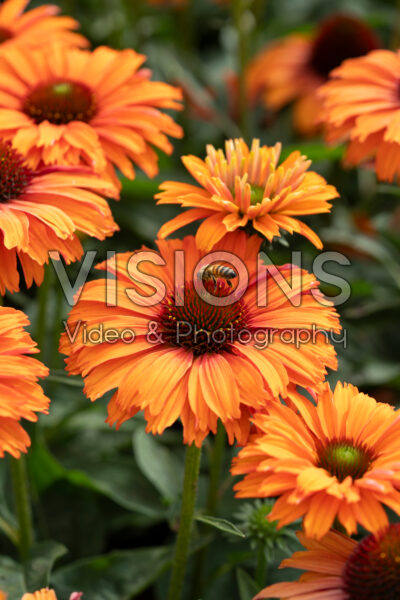 Echinacea SunSeekers Mineola Echinacea SunSeekers Mineola