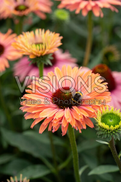 Echinacea SunSeekers Rainbow Echinacea SunSeekers Rainbow