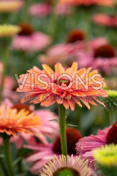 Echinacea SunSeekers Rainbow Echinacea SunSeekers Rainbow