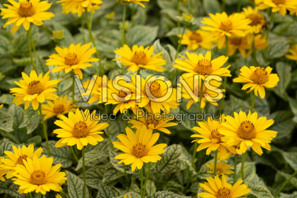Heliopsis helianthoides Loraine Sunshine Heliopsis helianthoides Loraine Sunshine
