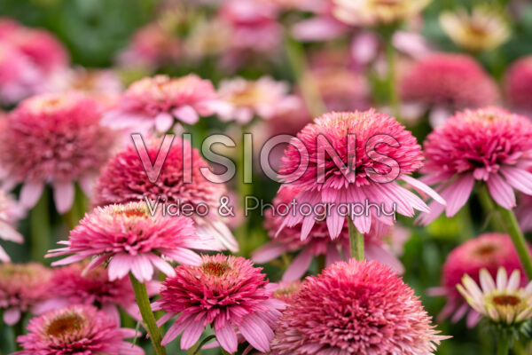Echinacea purpurea Butterfly Kisses Echinacea purpurea Butterfly Kisses