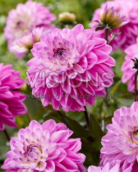 Dahlia Candlelight Mystic Blaze® Dahlia Candlelight Mystic Blaze®