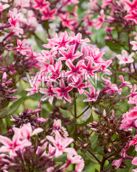 Phlox Palmyra Phlox Palmyra