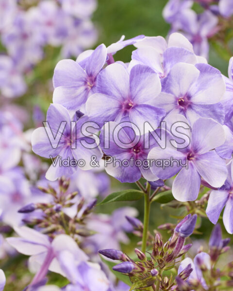 Phlox Coastal Breeze Phlox Coastal Breeze