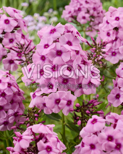Phlox Eric Phlox Eric