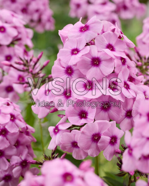 Phlox Eric Phlox Eric