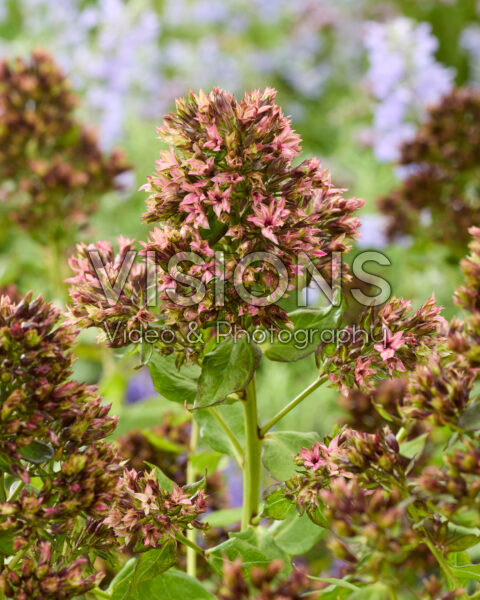 Phlox Green Runner