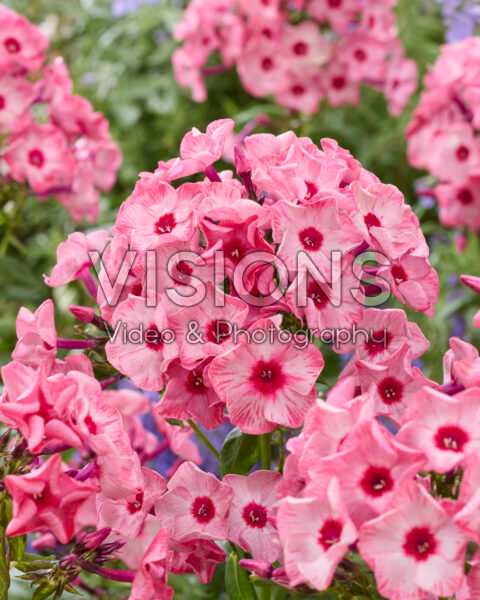 Phlox Fairytale of the Ural Phlox Fairytale of the Ural