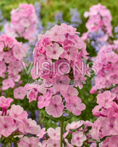 Phlox Picasso