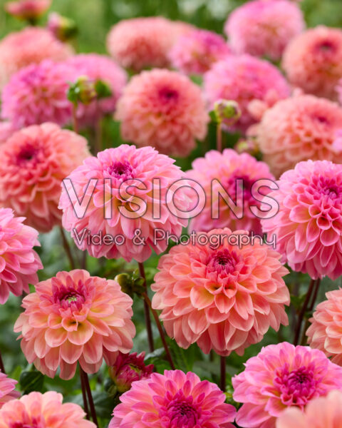 Dahlia Sebastian, Ilse Dahlia Sebastian, Ilse