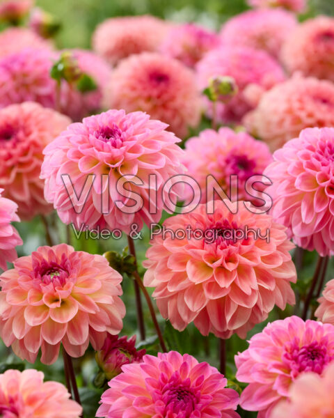 Dahlia Sebastian, Ilse Dahlia Sebastian, Ilse