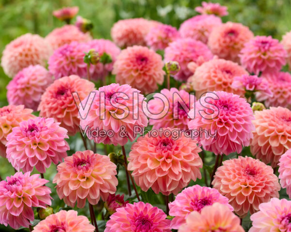 Dahlia Sebastian, Ilse Dahlia Sebastian, Ilse