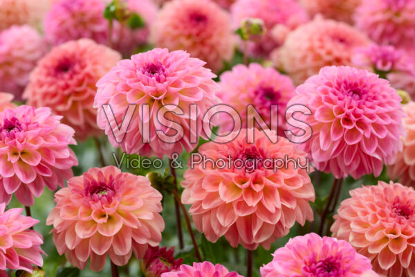 Dahlia Sebastian, Ilse