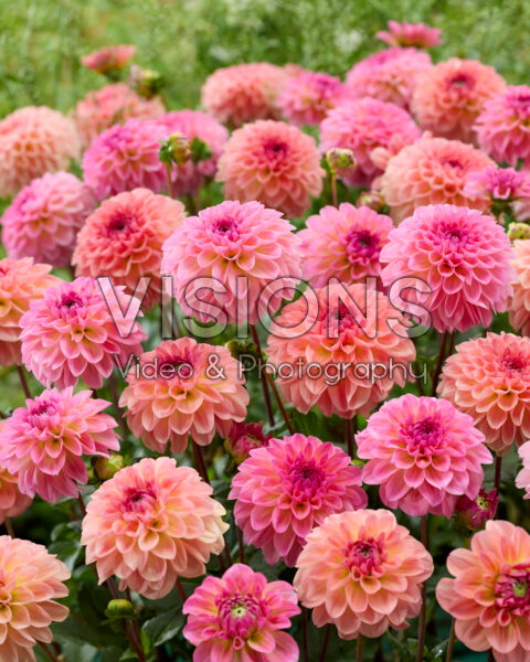 Dahlia Sebastian, Ilse Dahlia Sebastian, Ilse