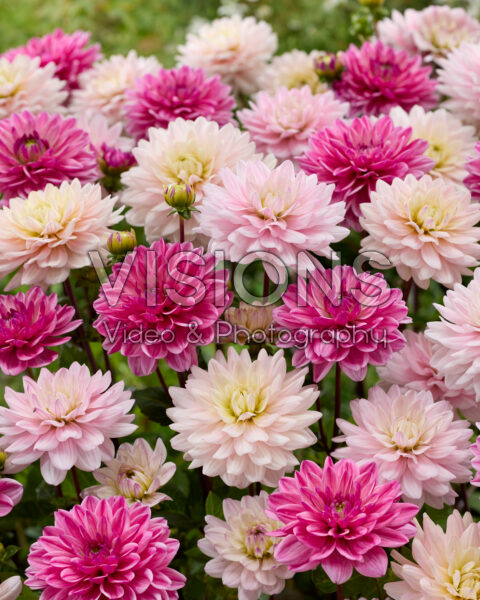 Dahlia Annemarie, Dahlia Diane Memories, Dahlia Lady Kate Dahlia Annemarie, Dahlia Diane Memories, Dahlia Lady Kate
