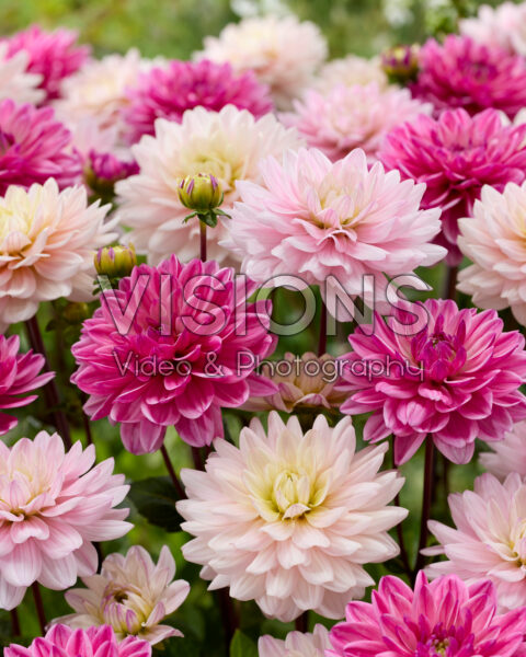 Decoratieve dahlia mix Decoratieve dahlia mix