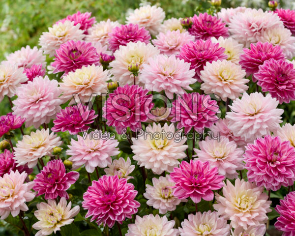 Decoratieve dahlia mix Decoratieve dahlia mix