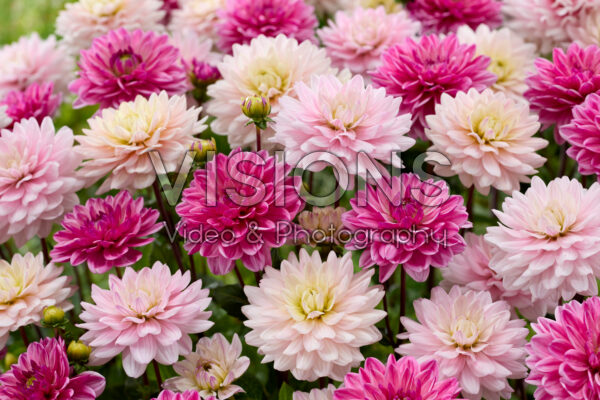 Decoratieve dahlia mix Decoratieve dahlia mix