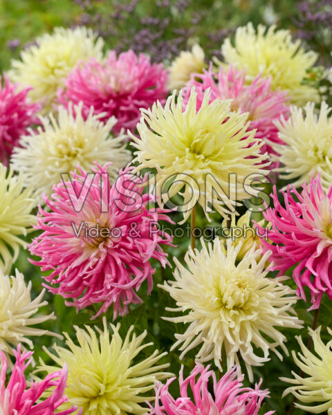 Dahlia Star blend Dahlia Star blend