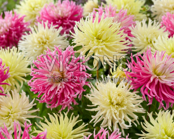 Dahlia Star mix