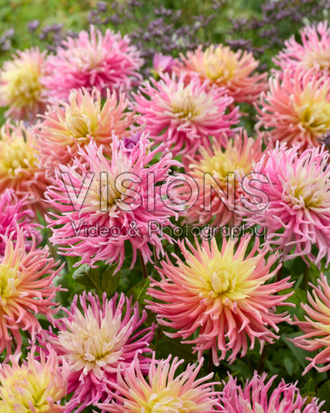 Dahlia Alfred Grille, Star's Favourite Dahlia Alfred Grille, Star's Favourite