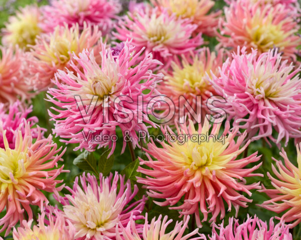 Dahlia Alfred Grille, Star's Favourite Dahlia Alfred Grille, Star's Favourite