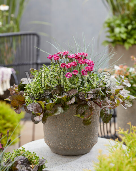 Mixed perennial container Mixed perennial container