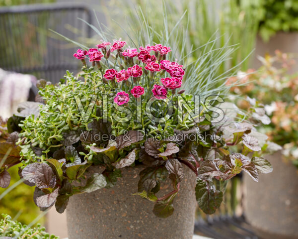 Vaste planten op pot gemengd Vaste planten op pot gemengd
