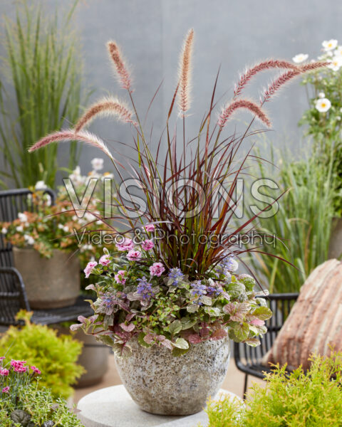 Mixed perennial container Mixed perennial container