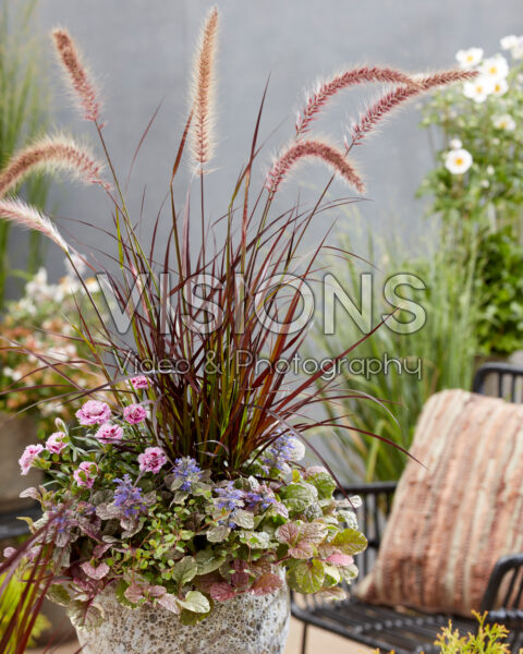 Mixed perennial container Mixed perennial container