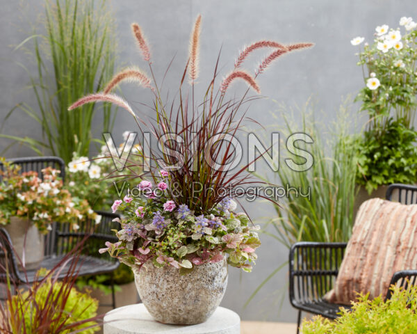 Mixed perennial container Mixed perennial container