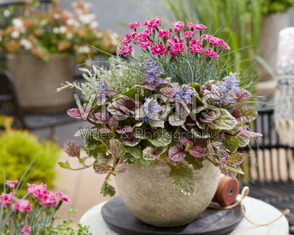 Mixed perennial container
