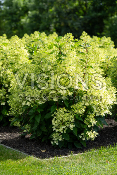 Hydrangea paniculata Living Milk & Honey® Hydrangea paniculata Living Milk & Honey®