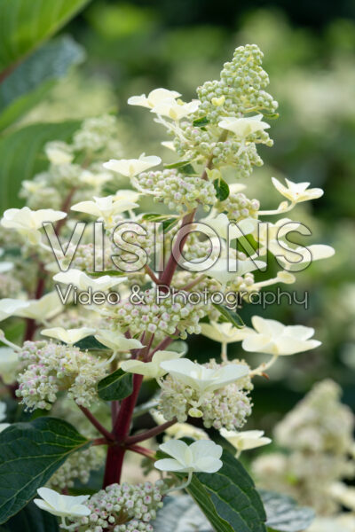 Hortensia paniculata Living Infinity® Hortensia paniculata Living Infinity®