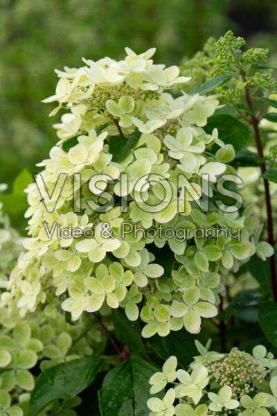 Hydrangea paniculata Lena Hydrangea paniculata Lena