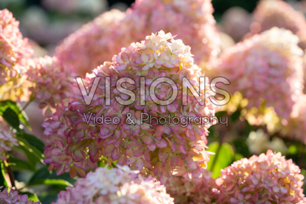 Hydrangea paniculata Living Little Love® Hydrangea paniculata Living Little Love®