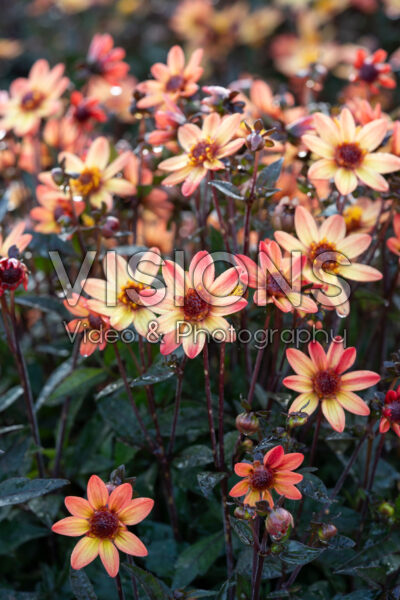 Dahlia Star Wars®
