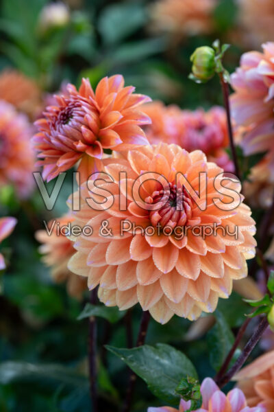 Dahlia Peaches and Vanilla Dahlia Peaches and Vanilla
