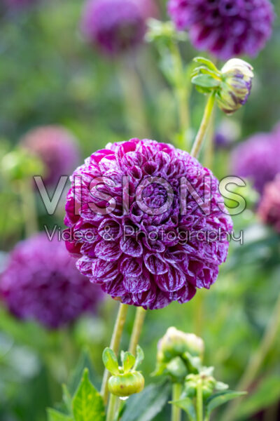 Dahlia Marble Ball Dahlia Marble Ball