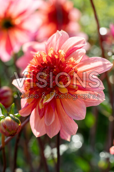 Dahlia Lava Glow Dahlia Lava Glow