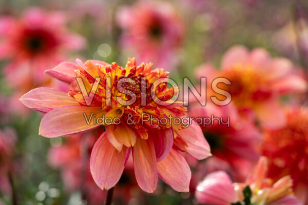 Dahlia Lava Glow Dahlia Lava Glow