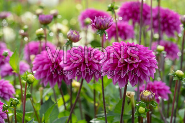 Dahlia Cartouche Dahlia Cartouche