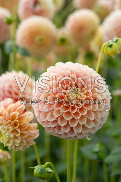 Dahlia Sweet Suzanne Dahlia Sweet Suzanne