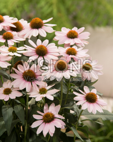  Echinacea Pink Skipper